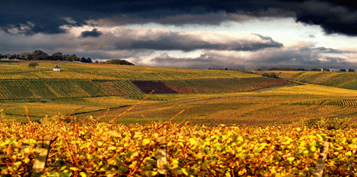 Heurigen & Weingut Groiss